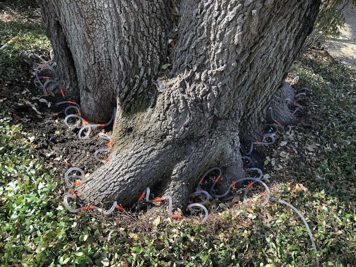 Detailed Tree Cabling and Bracing job site in Blanding