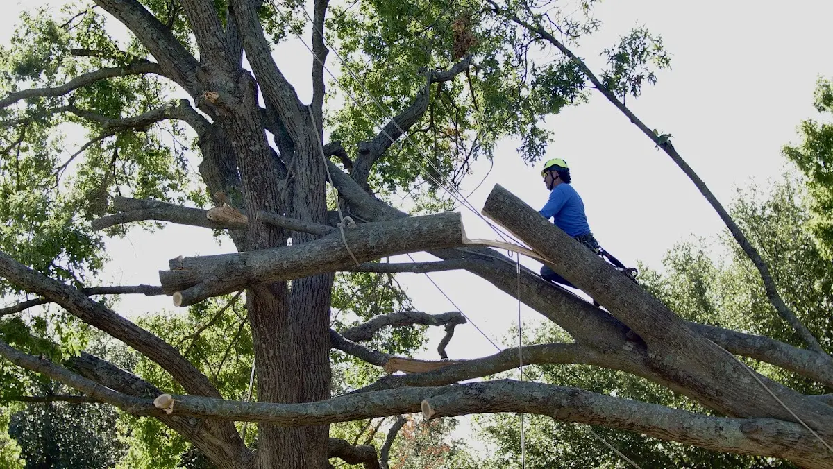 Professional Crown Thinning performed by certified arborists in Blanding
